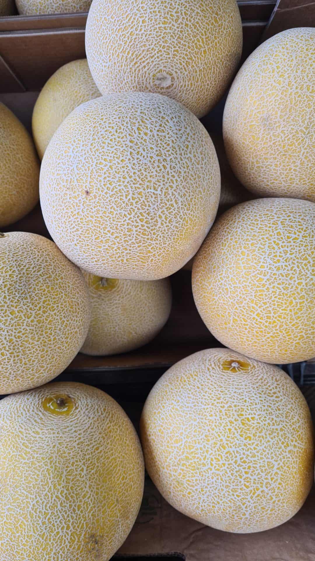 Melon Galia Leons Fruit Shop